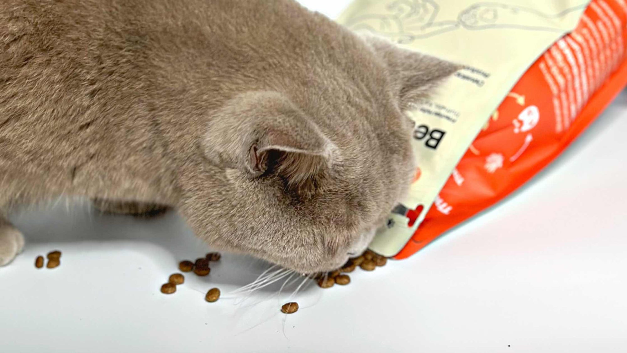 Choosing the right dry food for your cat