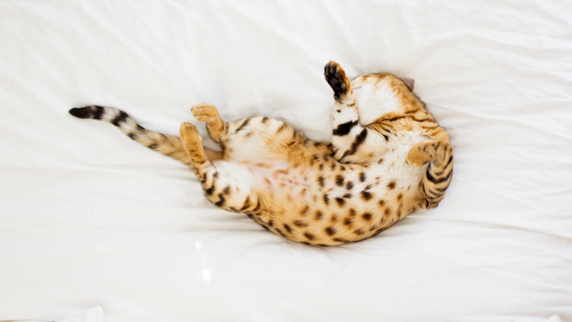 The digestive tract of the cat