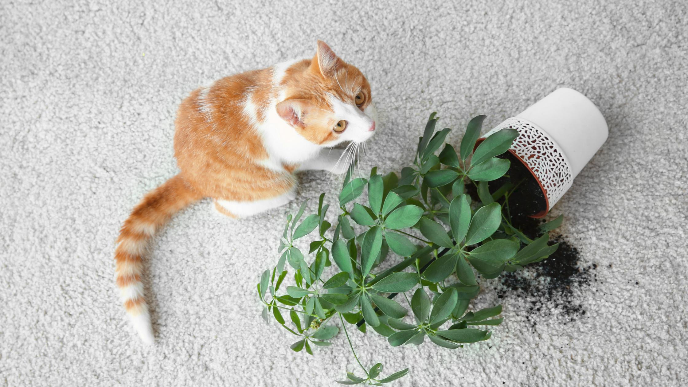 Vorsicht: Diese Pflanzen sind giftig fr deine Katze!  The Better Cat