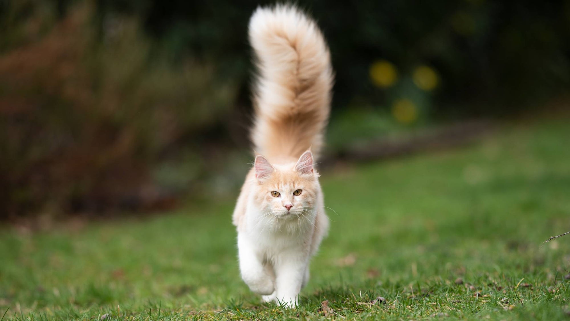 Katzenschwanz: Die Gemütsachterbahn der Katze