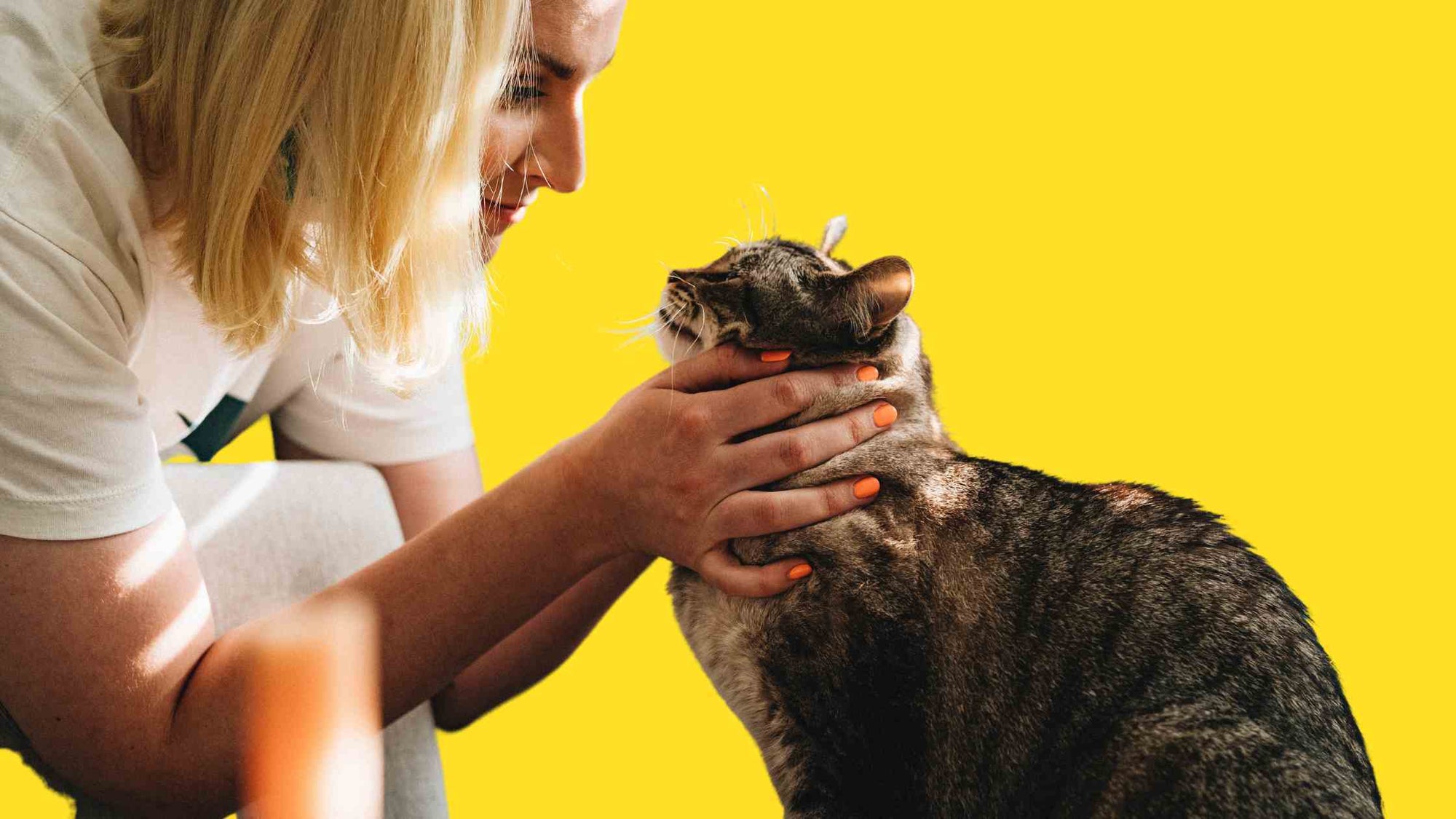 The first aid kit for your cat