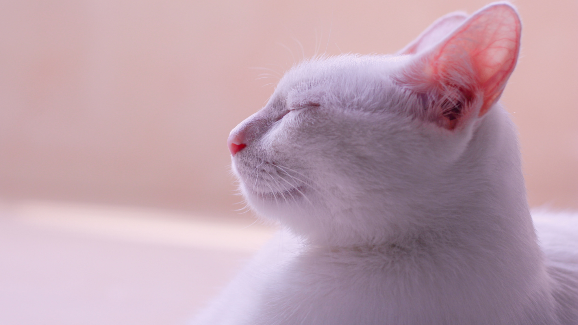 Ear care for cats