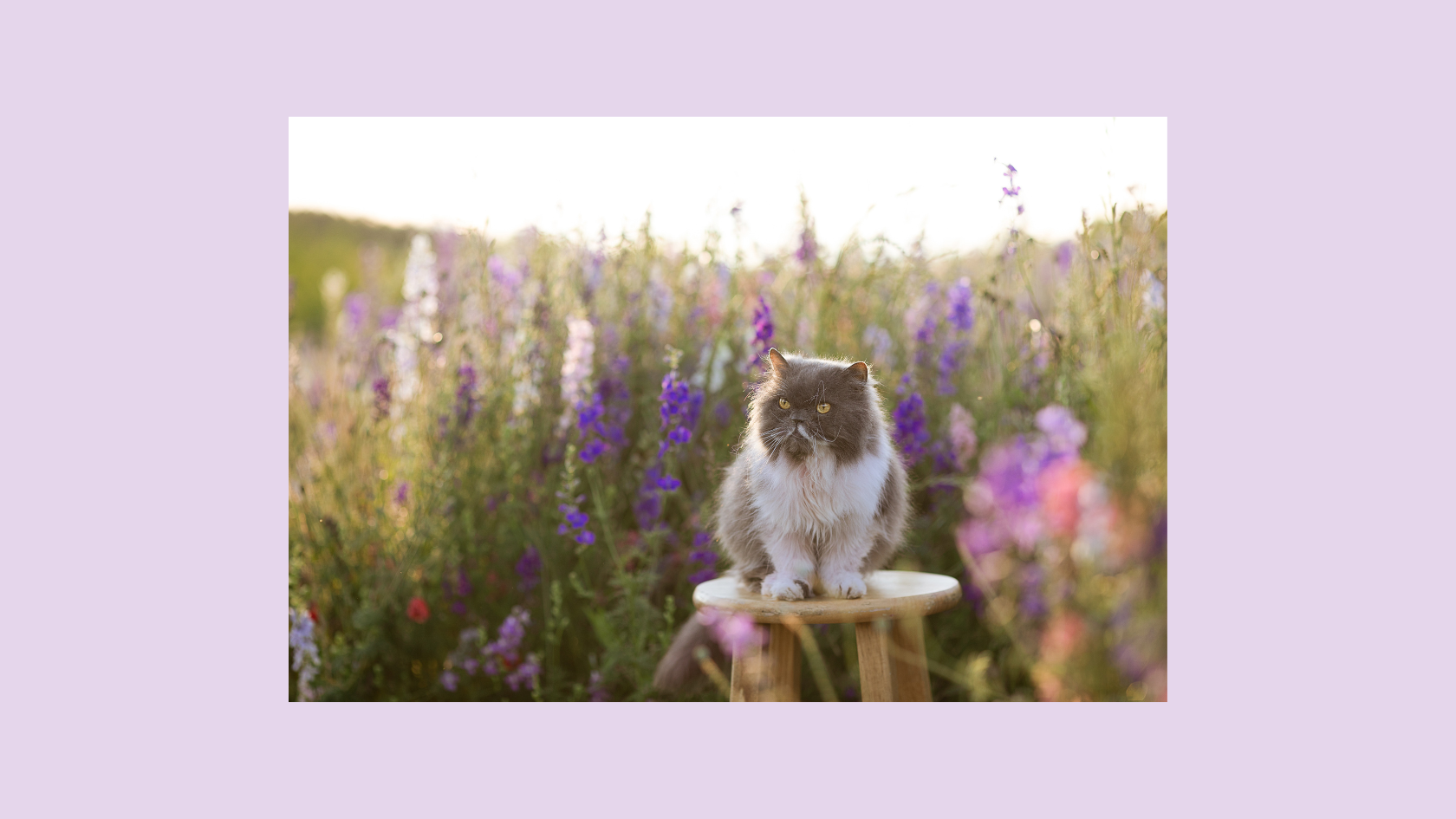 Herbal ways to calm cats