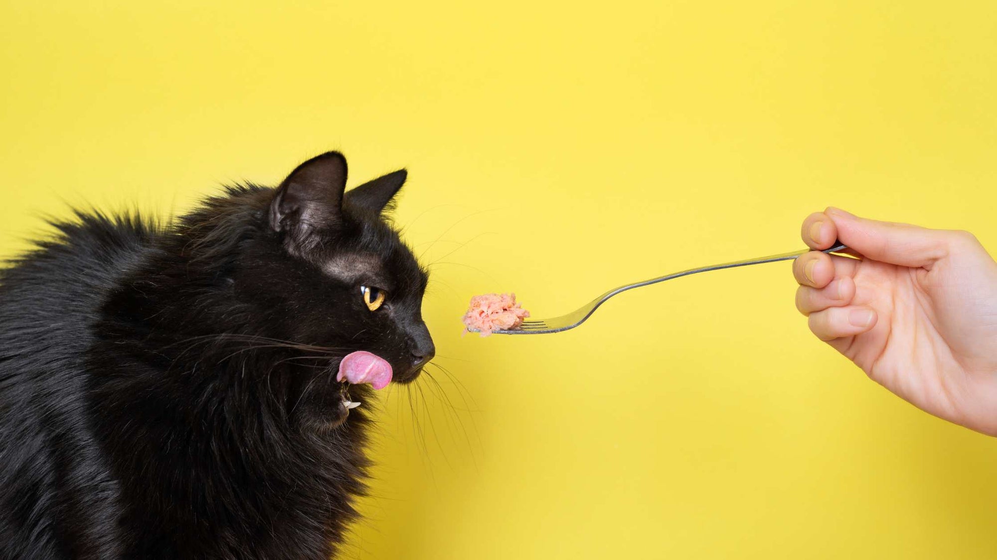 5 Easter Meal ideas to Enjoy with the Whole Family! Even Your Cat ;)