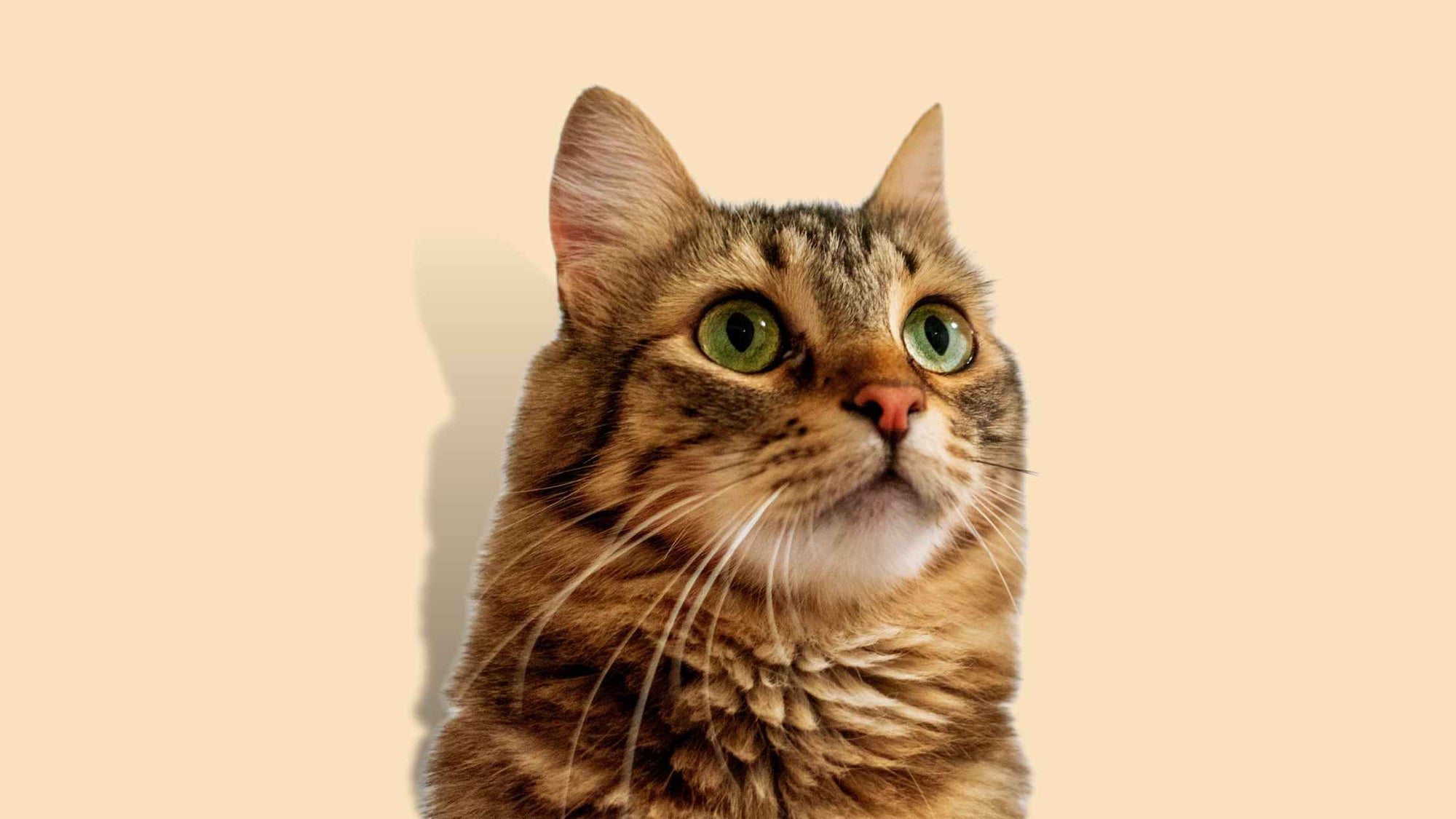 Emergency care for cats