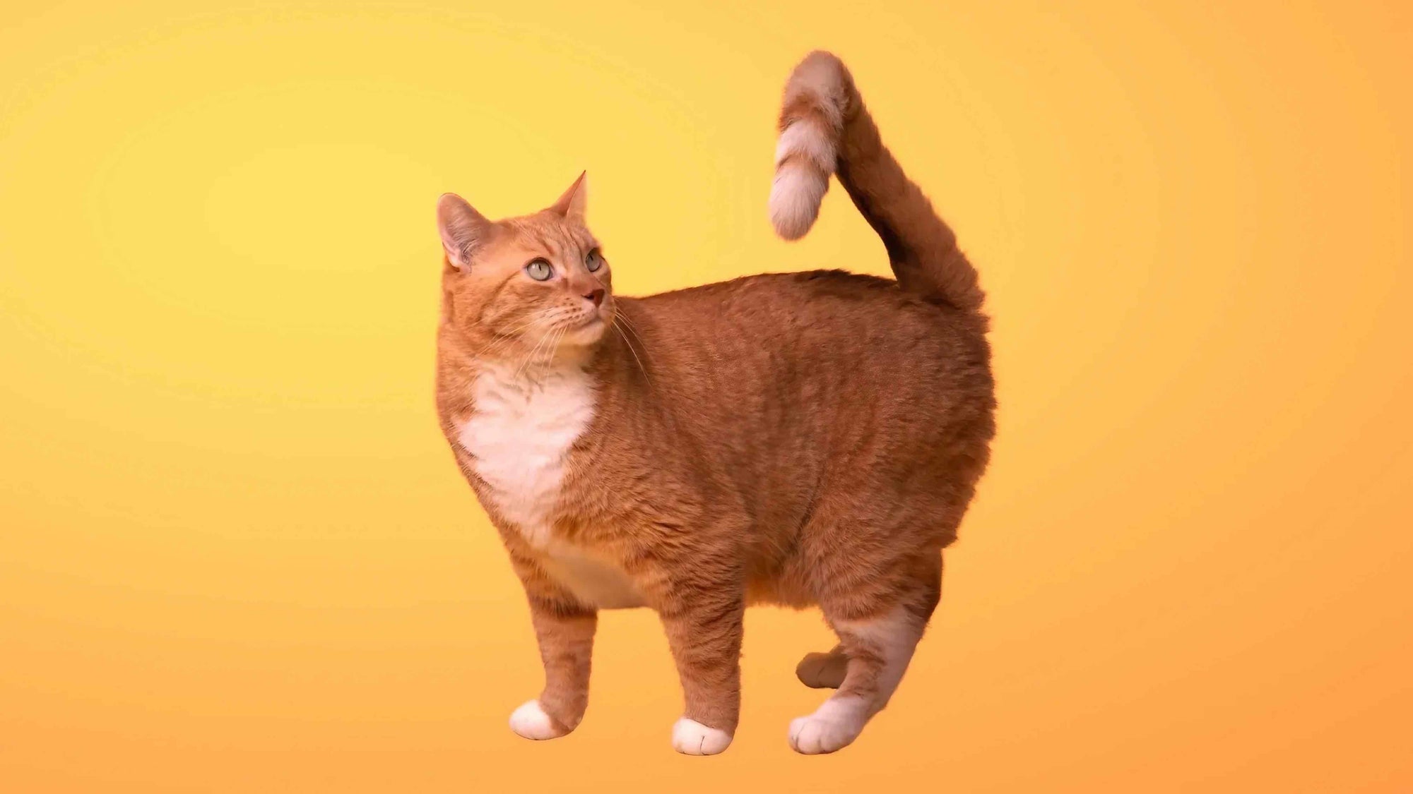 The functionality of the digestive tract of the cat