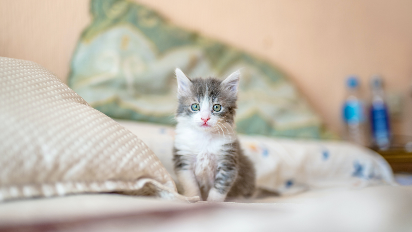 Preparing your cat for a vet visit