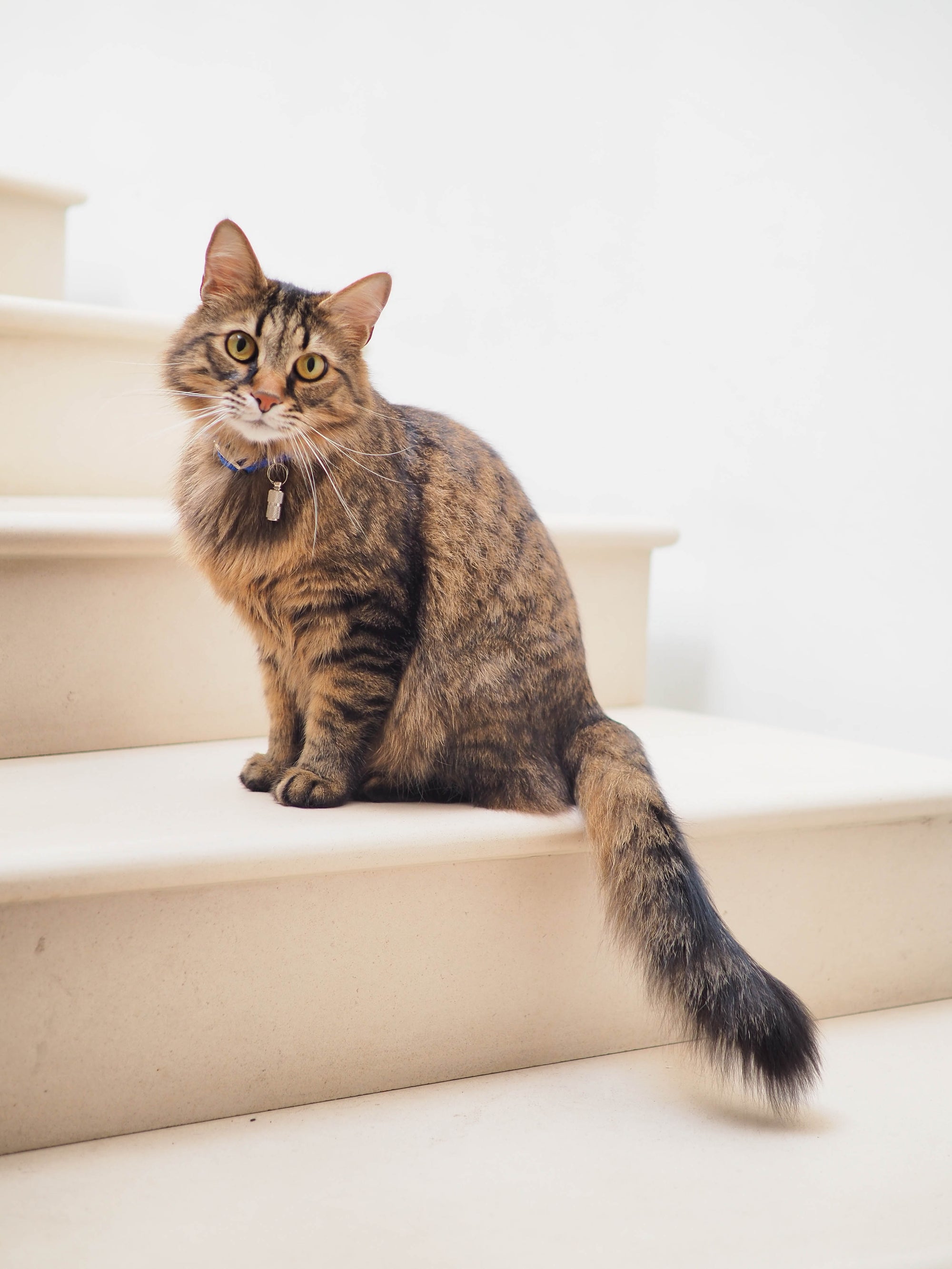Probiotics and their role in the diet of cats