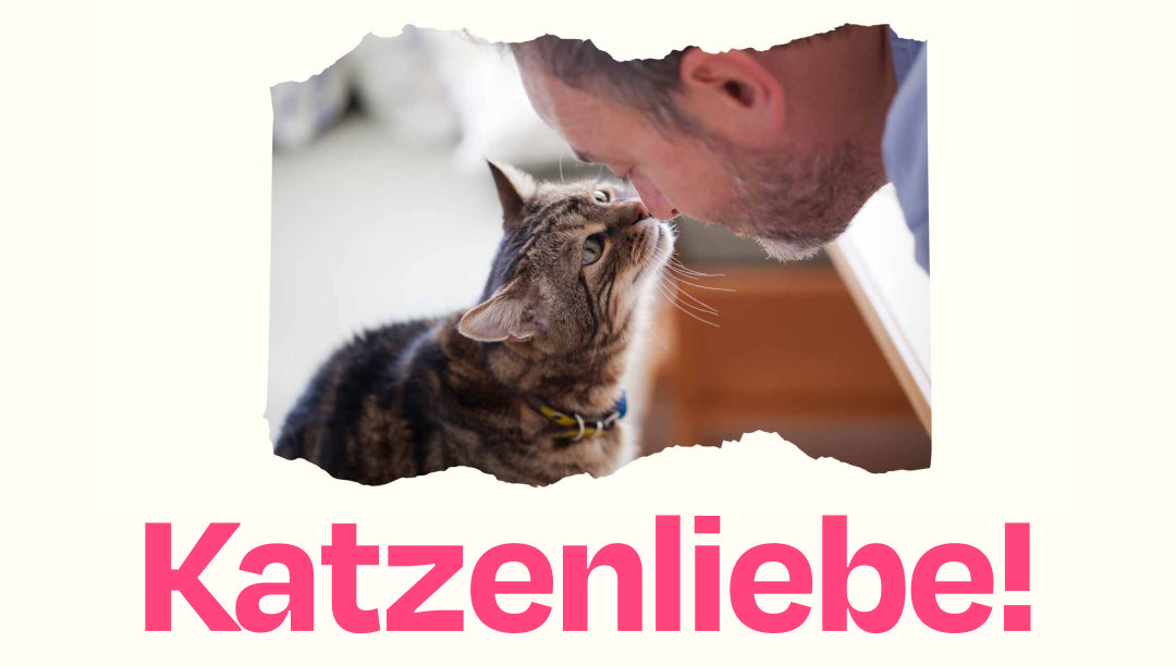 Liebt meine Katze mich? Und wie merke ich das? (#liebegehtraus) – The