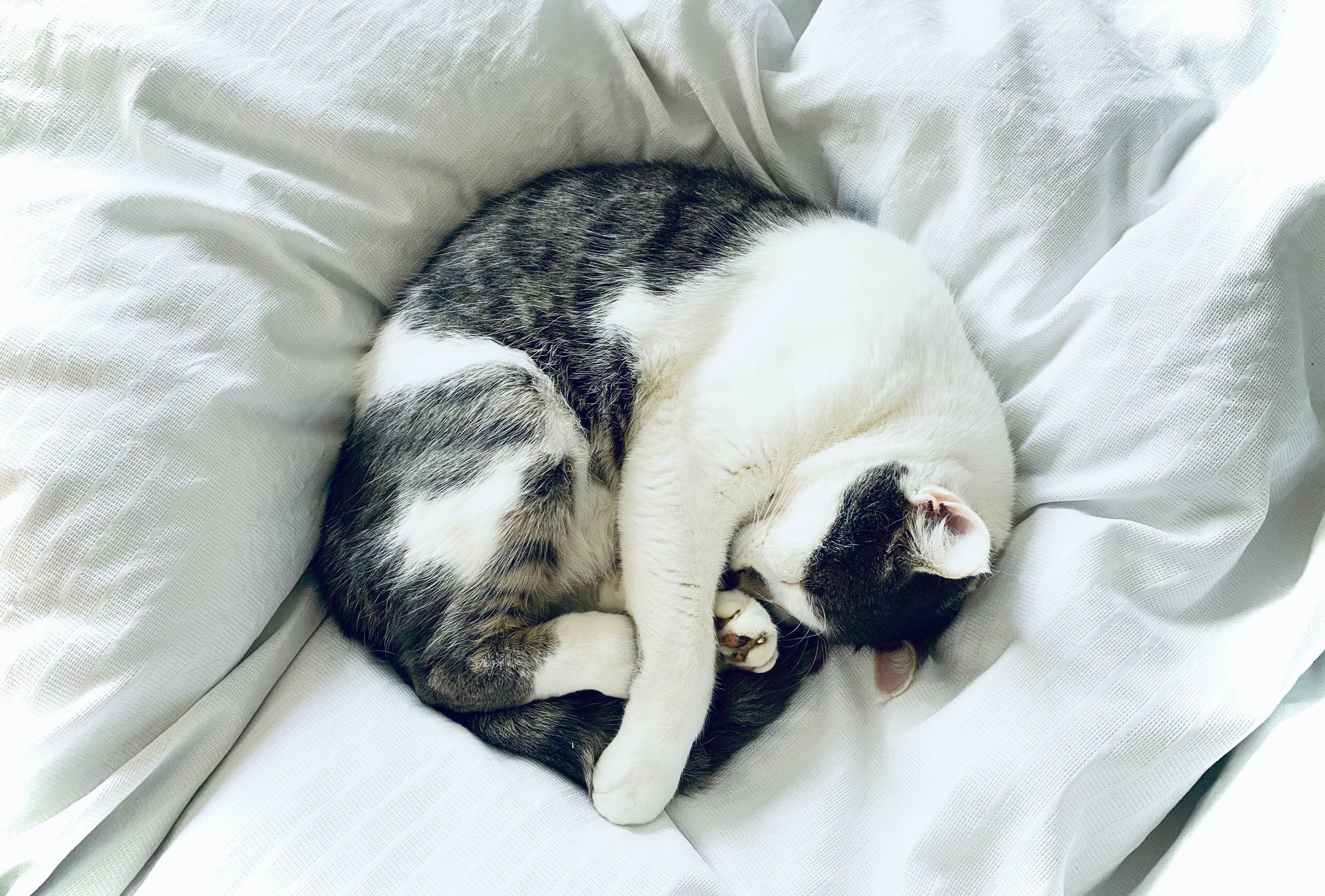 How you can support your cat if it is in pain