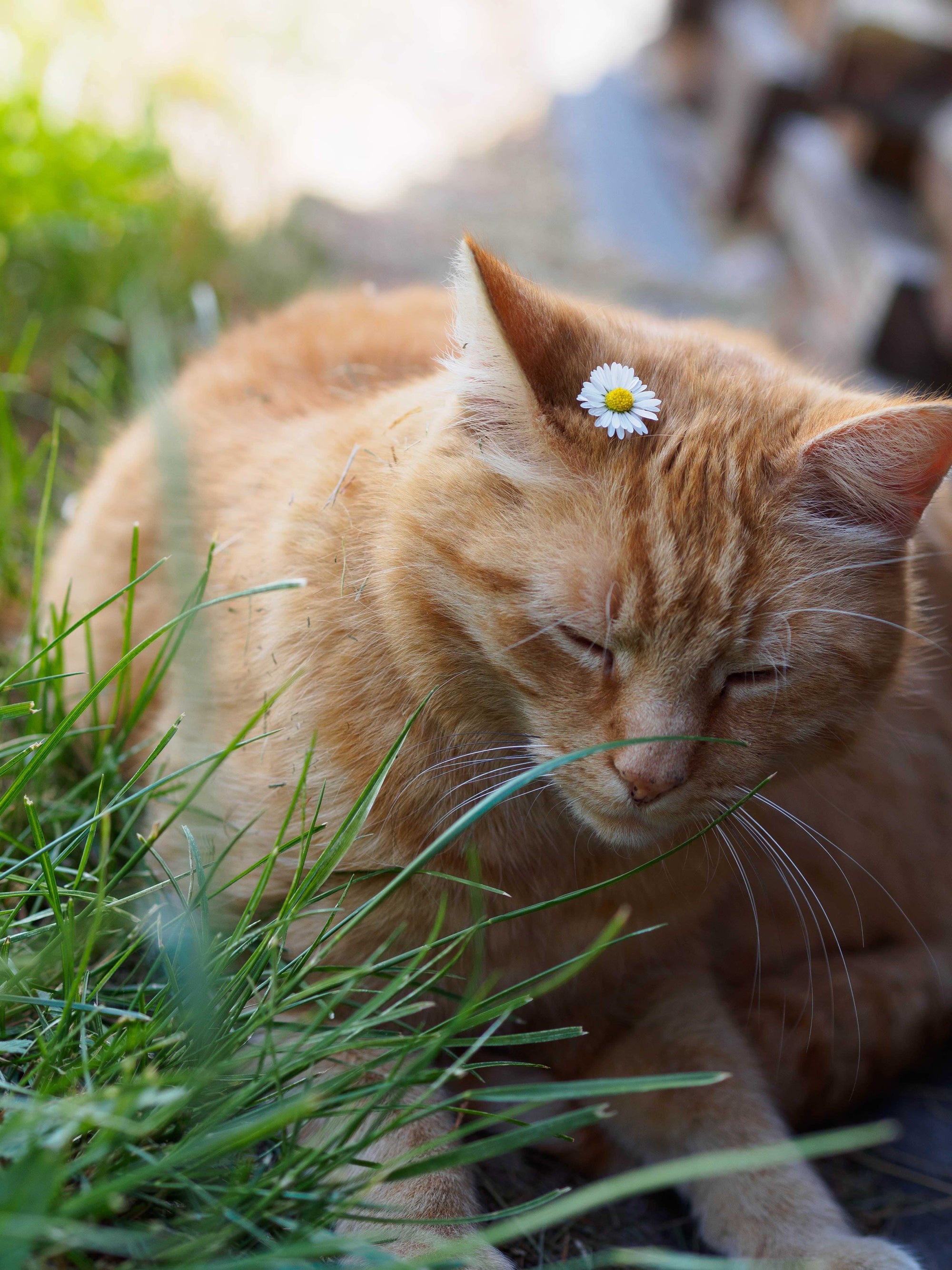 CBD for cats