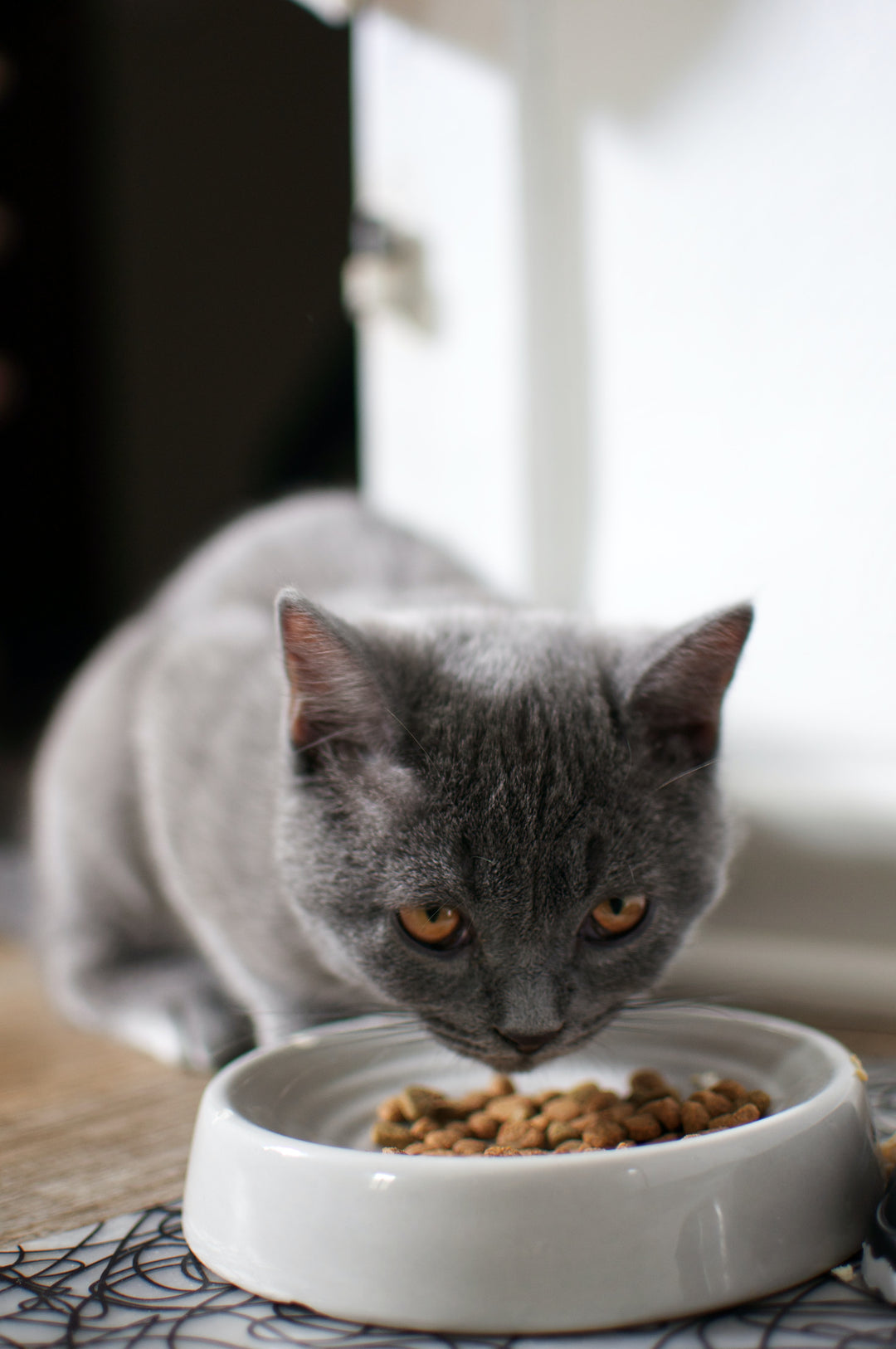 Omega-Fettsäuren und ihre Rolle in der Ernährung der Katze