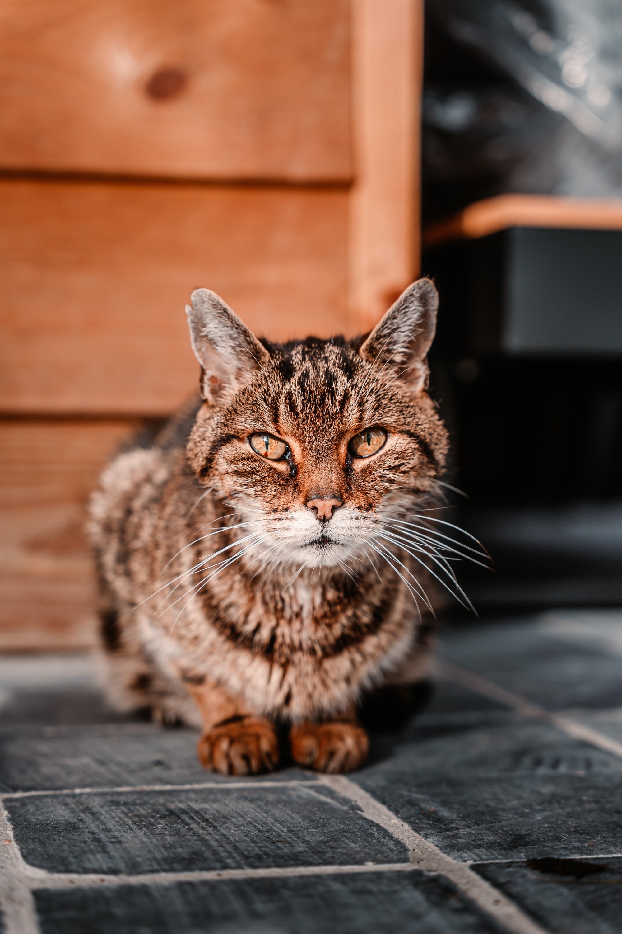 How to take care of your old cat