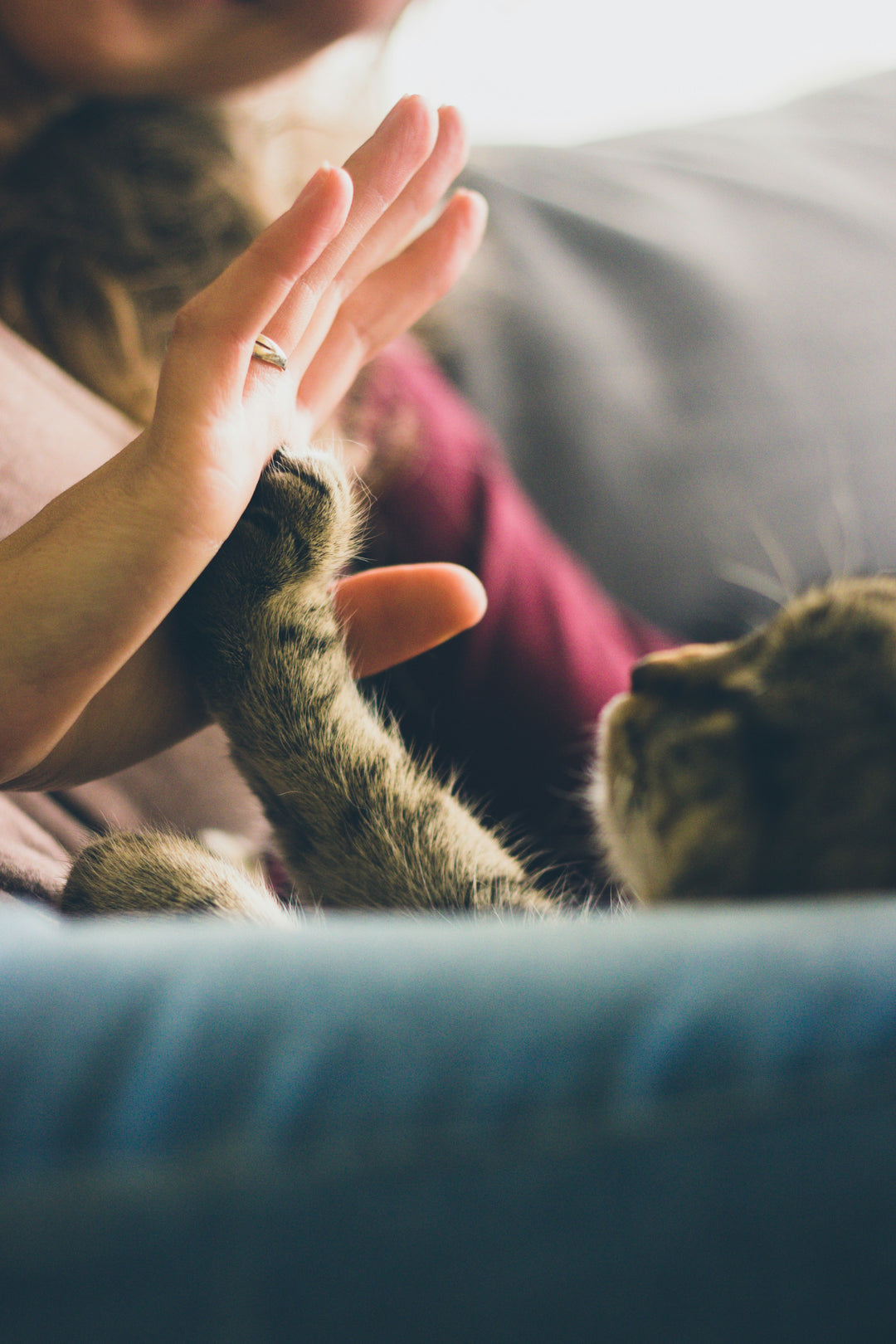 5 Verhaltensweisen, mit denen deine Katze dir ihre Zuneigung zeigt