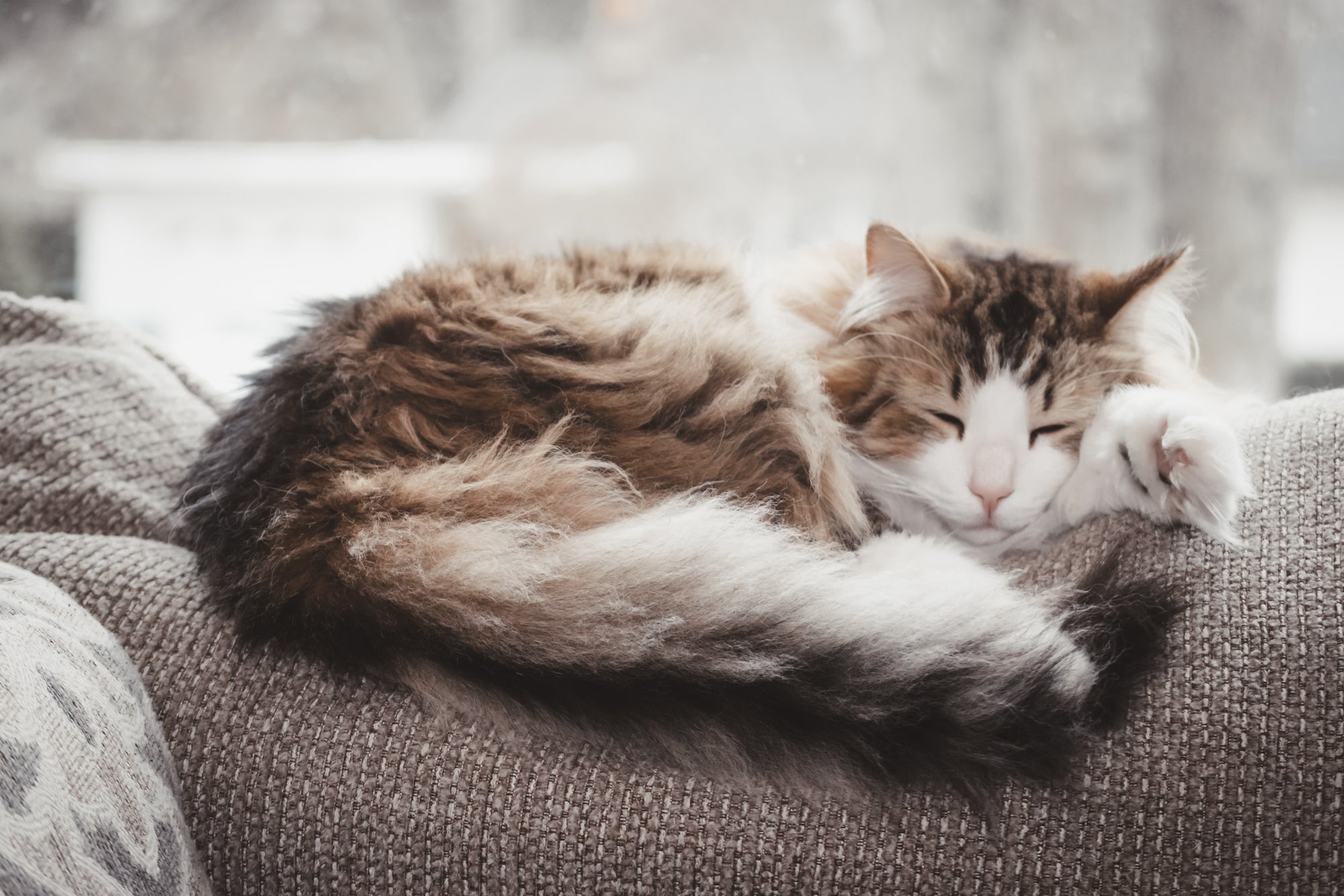 Supporting your cats mobility