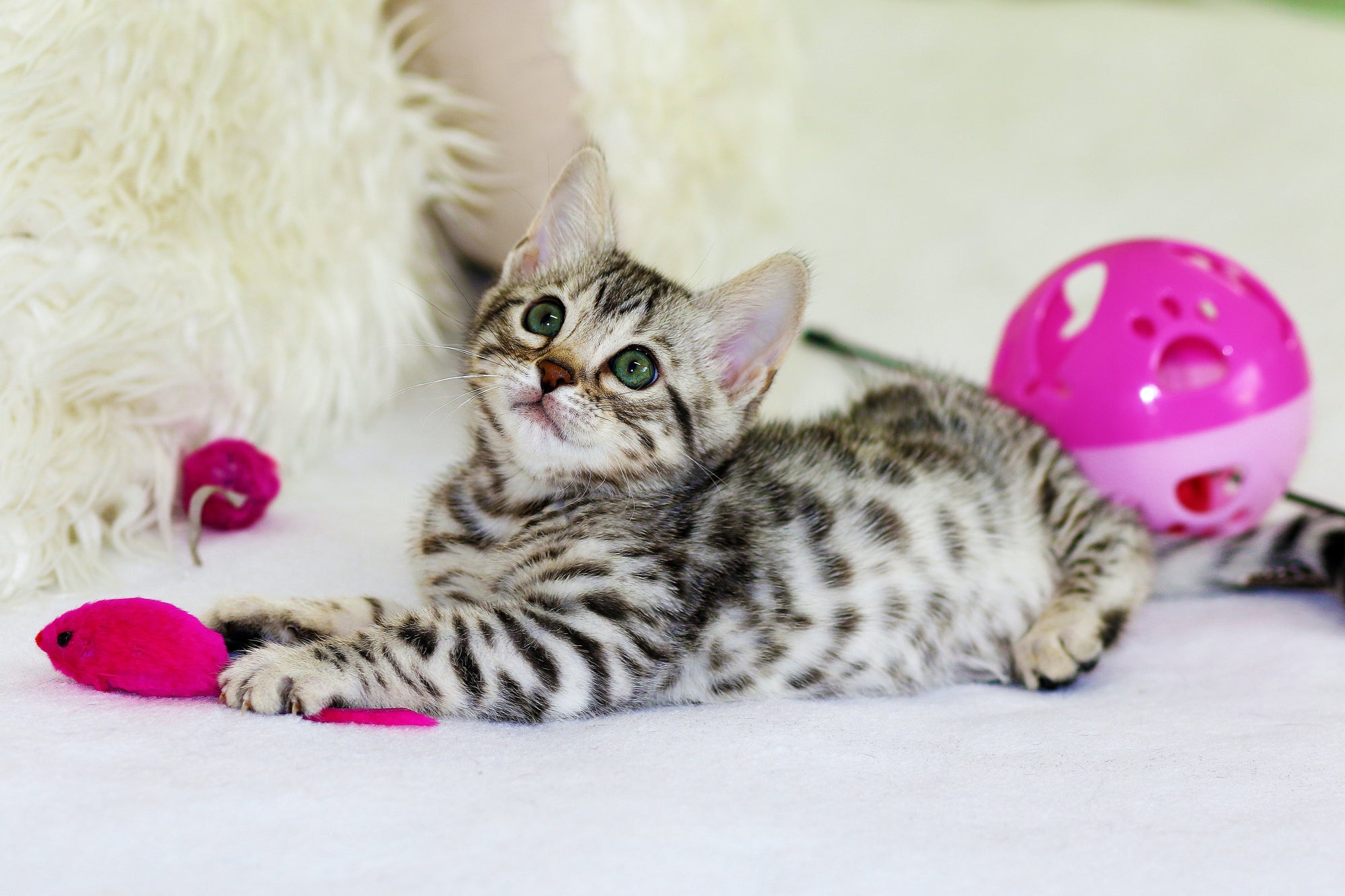 How to motivate your cat to play with you