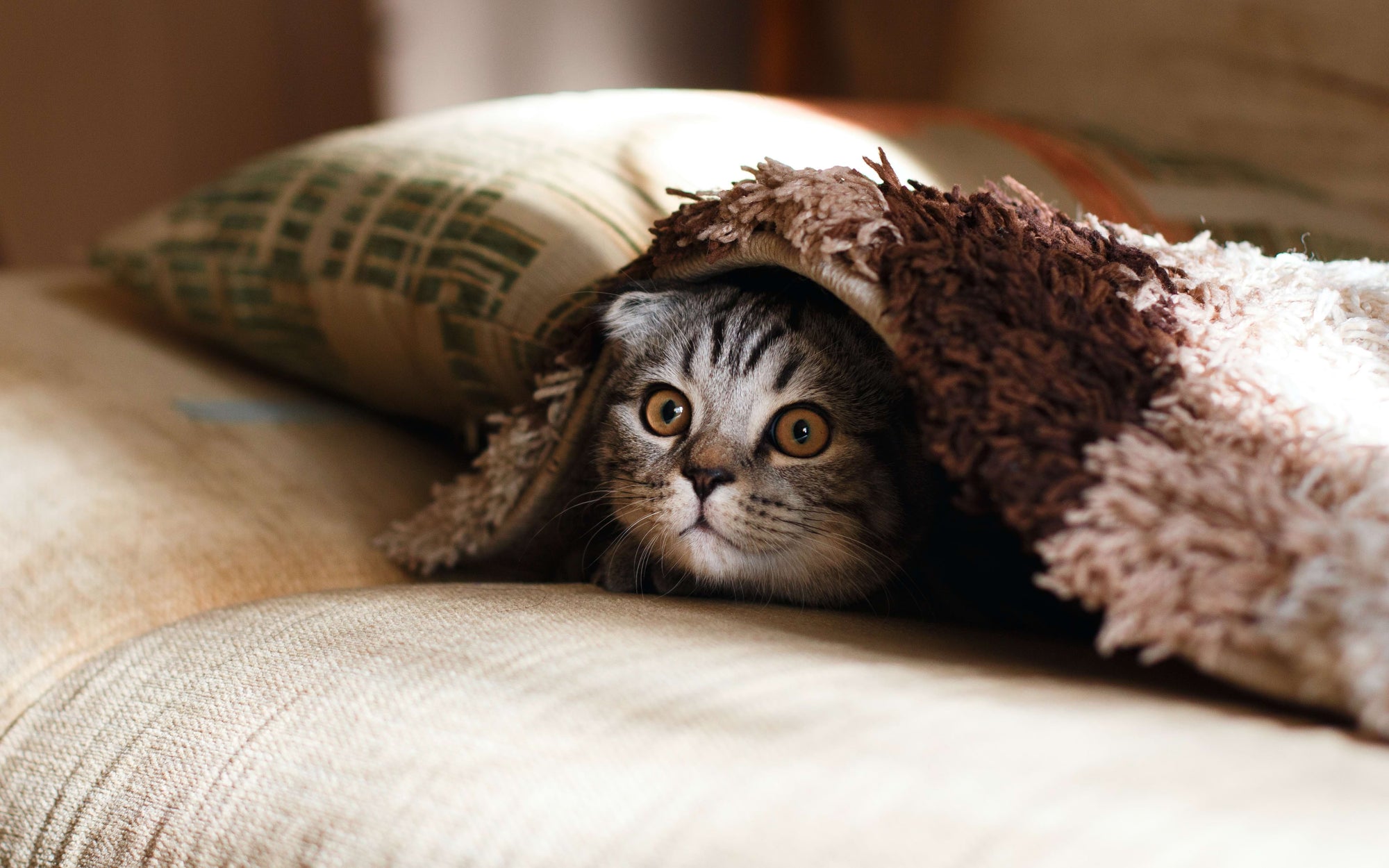 Stress in Cats