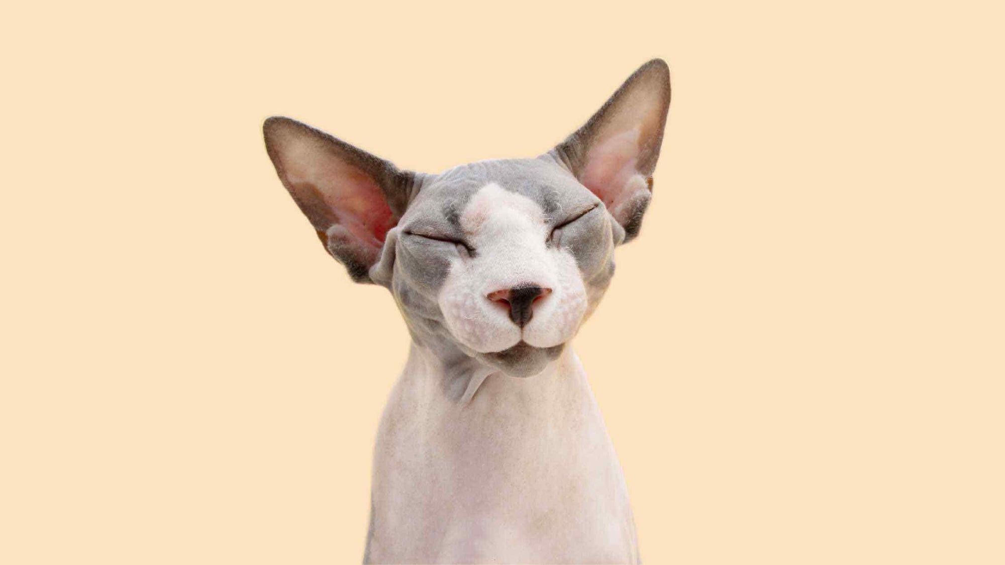 The skin of the cat