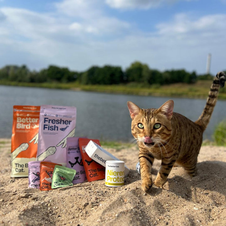 2kg Getreidefrei Frischer Lachs 🐟