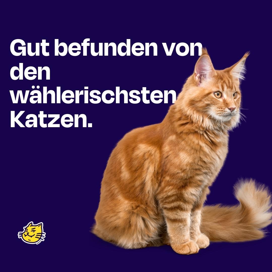 50g gefriergetrockneter purer Forellensnack 🐟