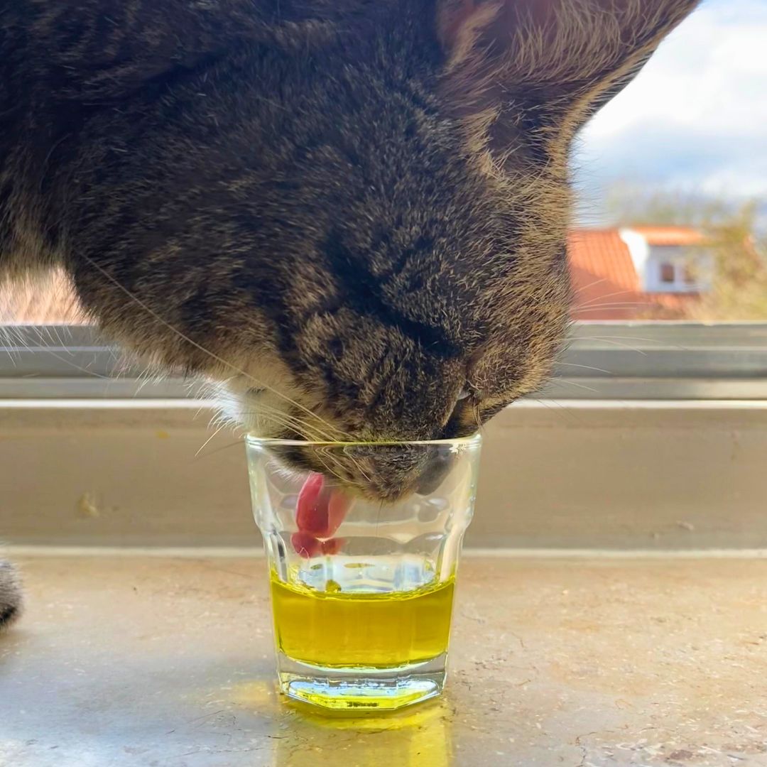 Better Fur Futteröl