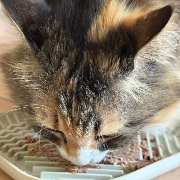 Appetit Booster für Katzen