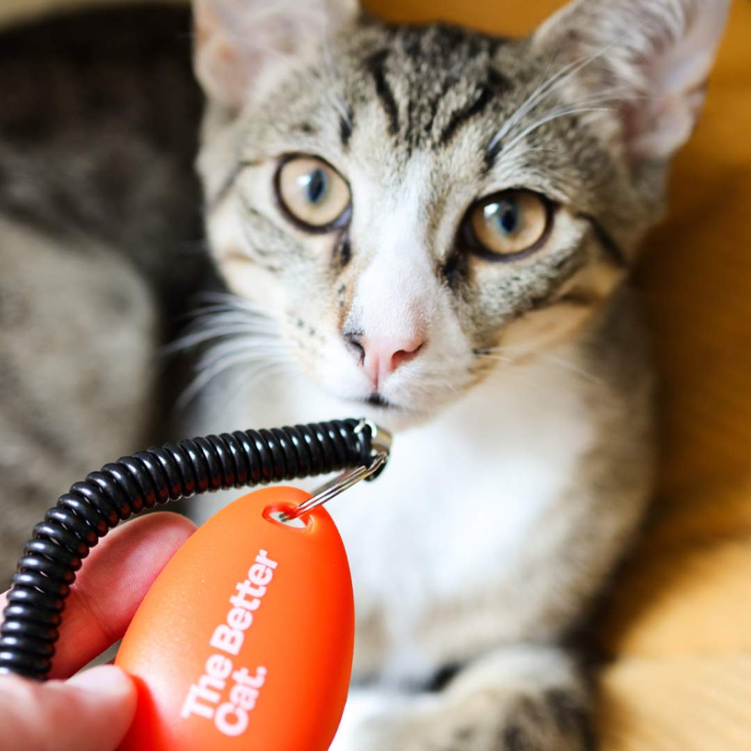 Katzentraining Clicker