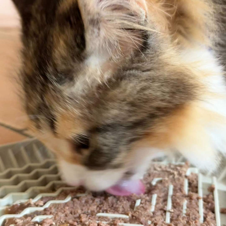 Appetit Booster für Katzen
