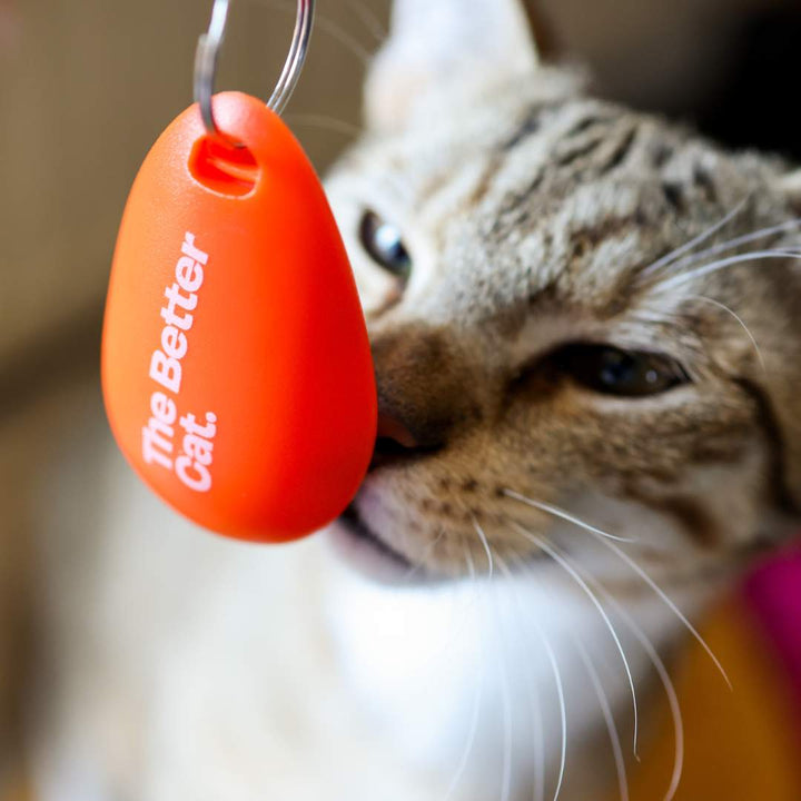 Katzentraining Clicker