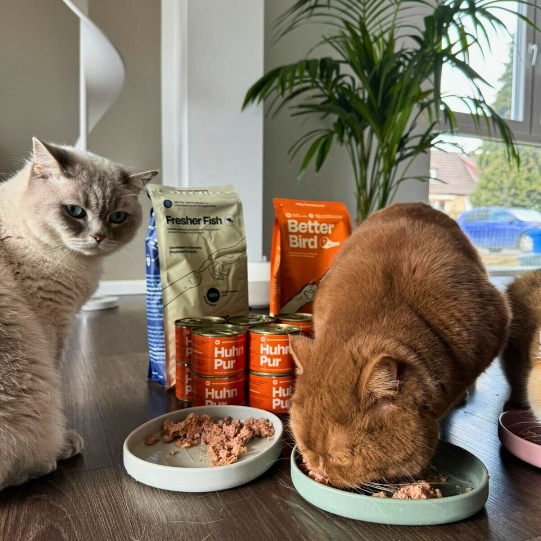 6x200g Monoprotein Rind Pur Nassfutter