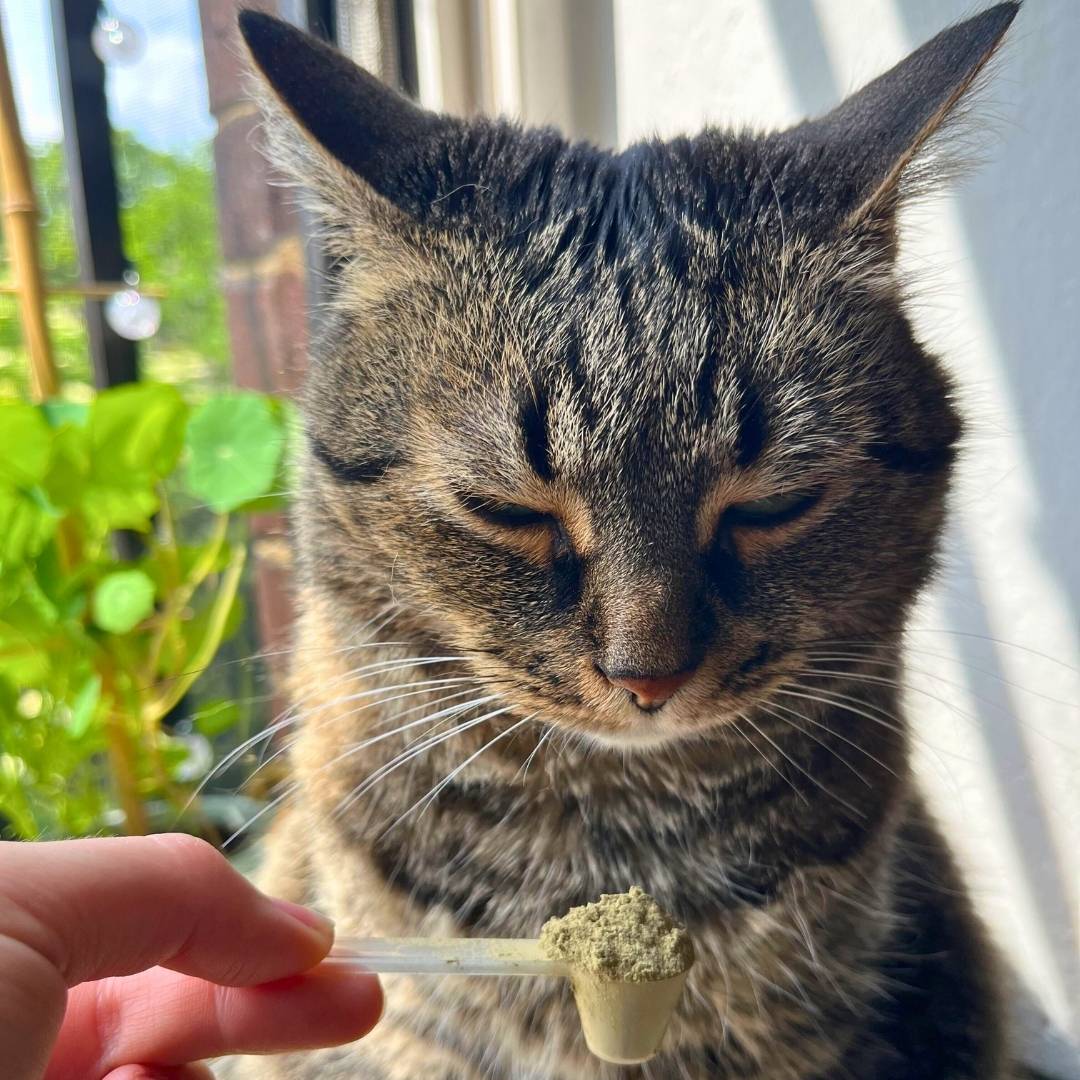 Nierenschutz-Probier-Pack