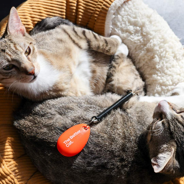 Katzentraining Clicker