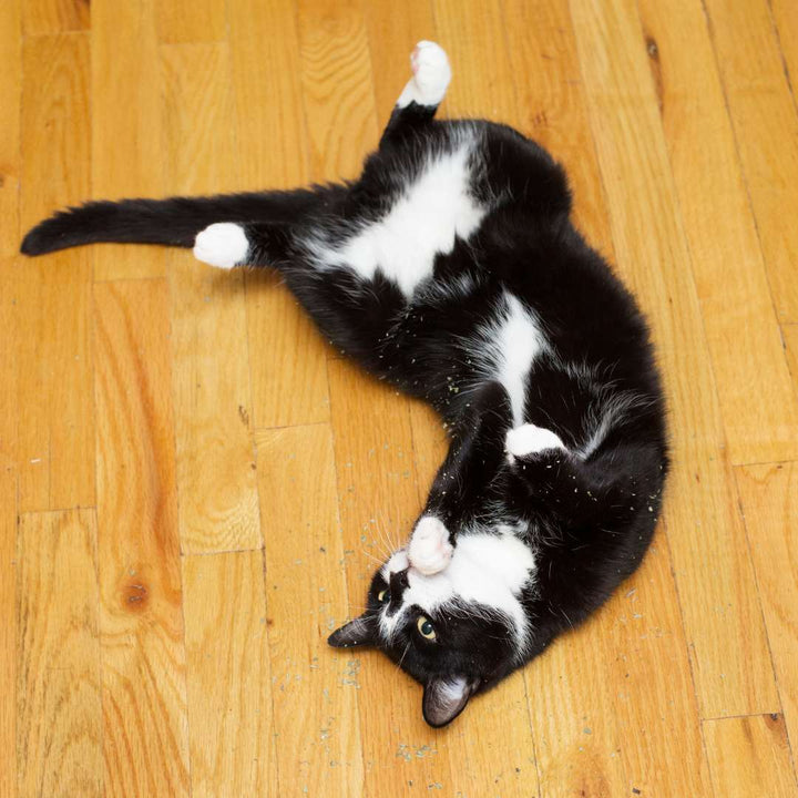 30g Handverlesene Katzenminze