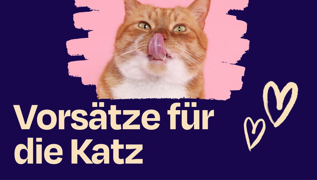 Neujahrsvorsätze für deine Katze - 5 Ideen für ein glückliches und gesundes Jahr