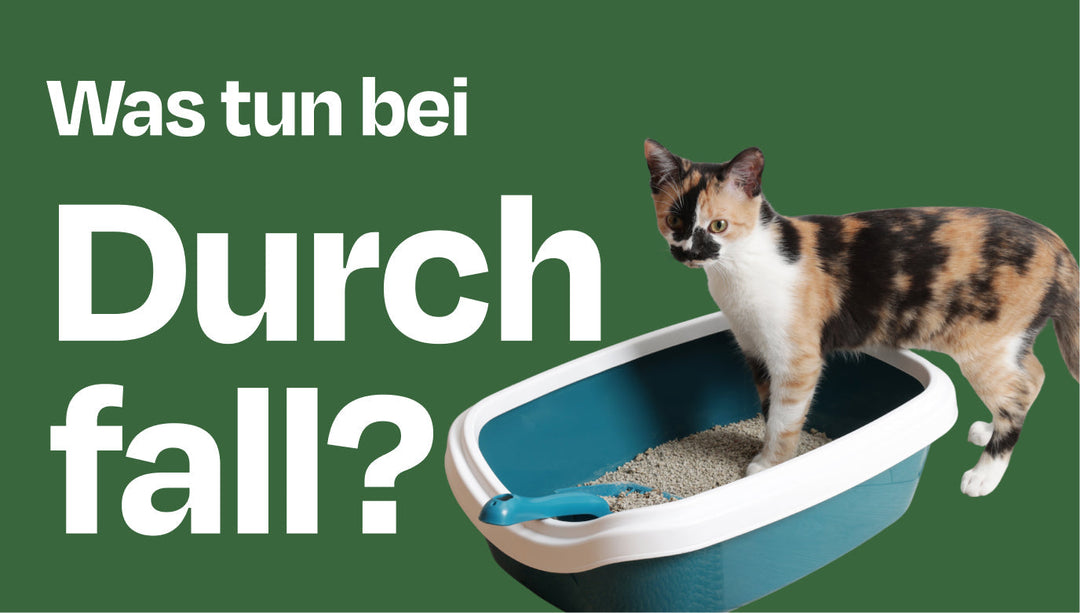 Wenn deine Katze Durchfall hat: Ursachen verstehen und richtig einordnen