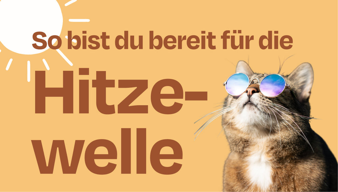 Nächste Hitzewelle: So bist du als Katzenelternteil vorbereitet!