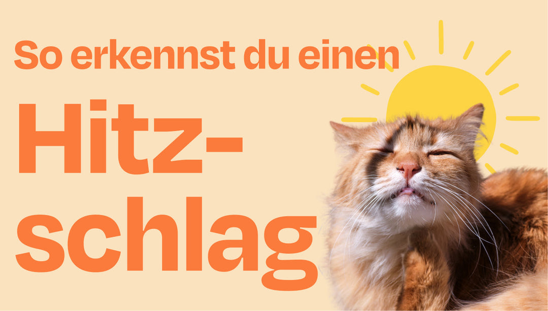 Heiß, heißer, Hitzeschlag? So erkennst du’s bei deiner Katze