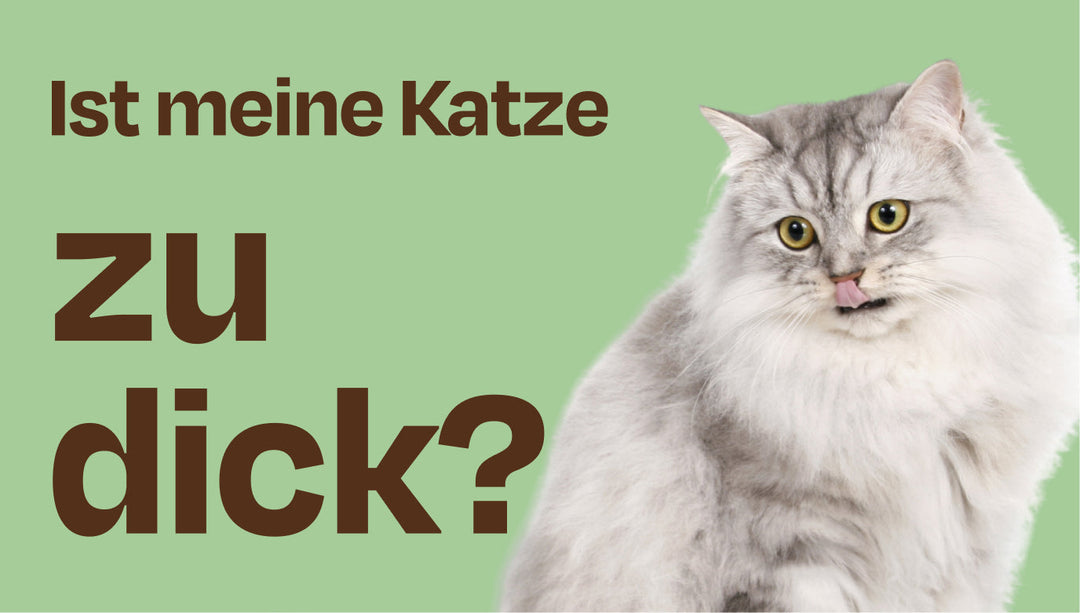 Rund ums Gewicht - so viel sollte Katz wiegen; und das machst du, wenn es zu viel ist