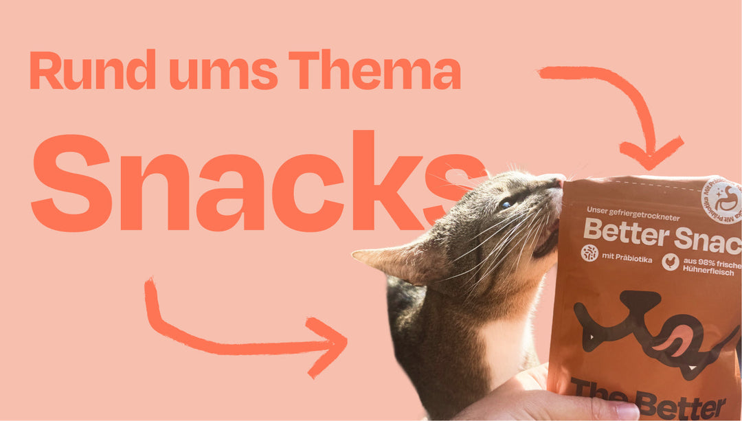 Snacks für Katzen: Wie viele sind gesund - und welche solltest du lieber vermeiden?