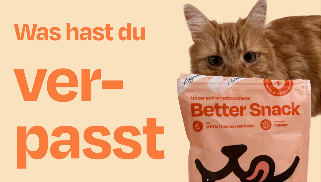 Was du im Juli verpasst hast!