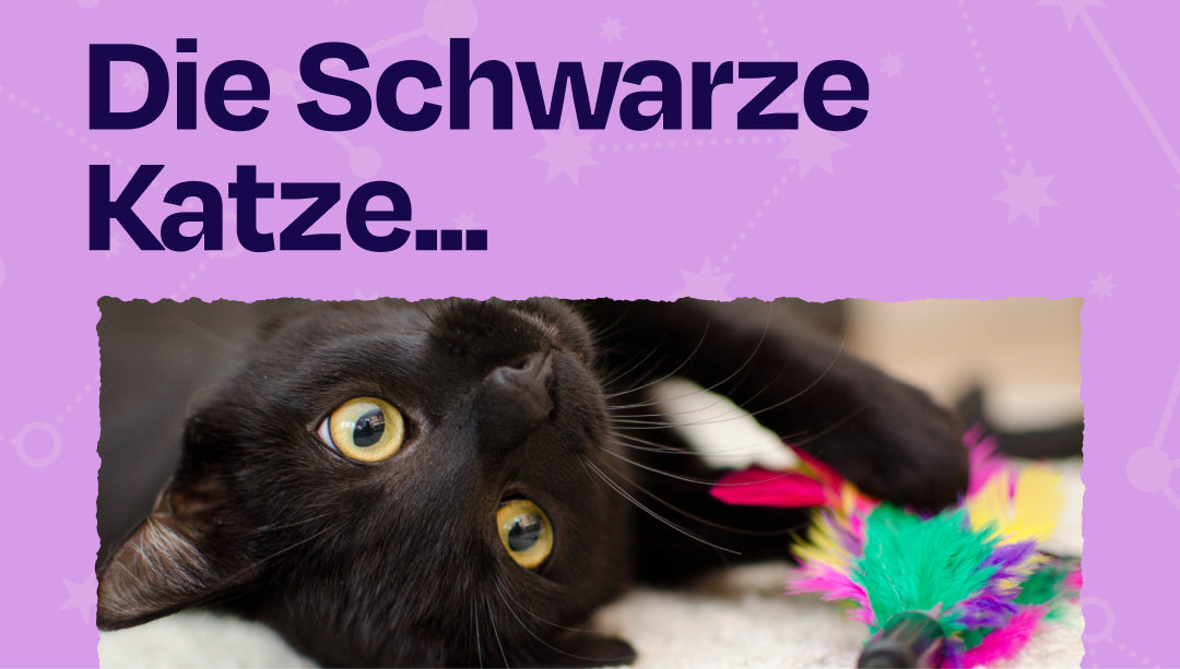 Bringen schwarze Katzen Unglück? (#NightoftheWerCat)