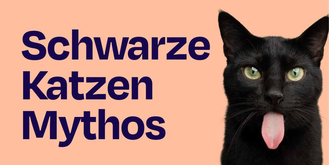 Mythos schwarze Katze: Bringen schwarze Katzen wirklich Unglück? Aberglaube, Bedeutung & Fakten