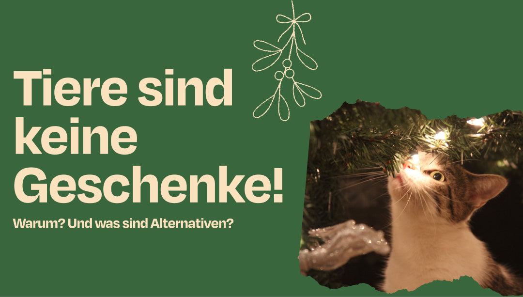 Katzen sind keine Weihnachtsgeschenke!