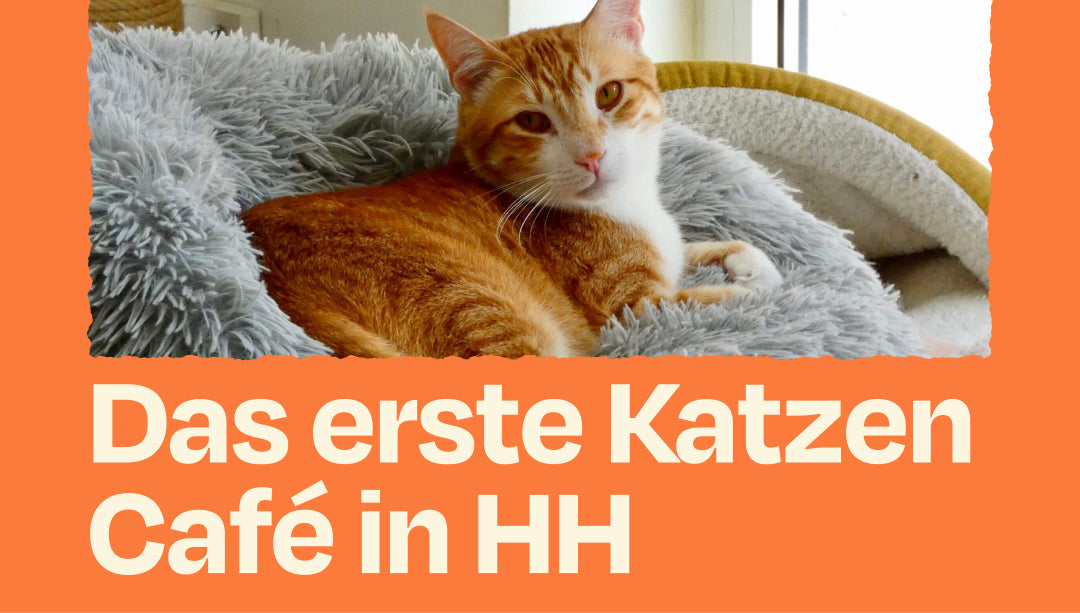 Gerettete Katzen und guter Kaffee (The Better Cat X Katers Köök)