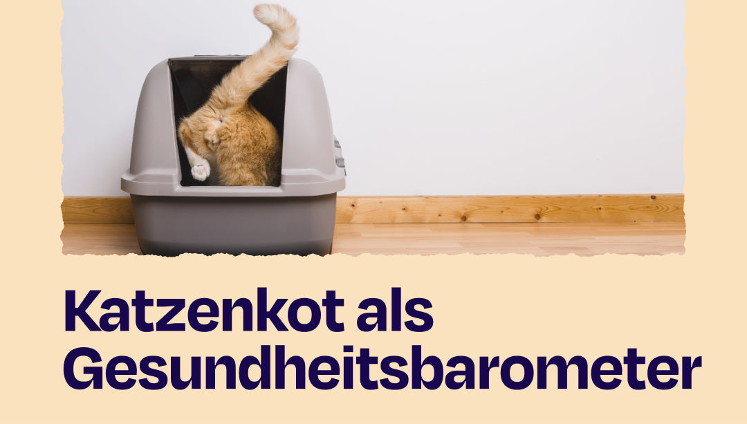 Katzenkot als Gesundheitsbarometer: Was das Katzenklo über die Gesundheit deiner Katze verrät