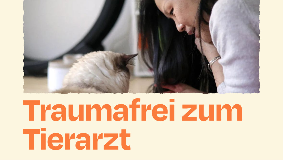 Traumafrei zum Tierarzt (mit @healing_cats)