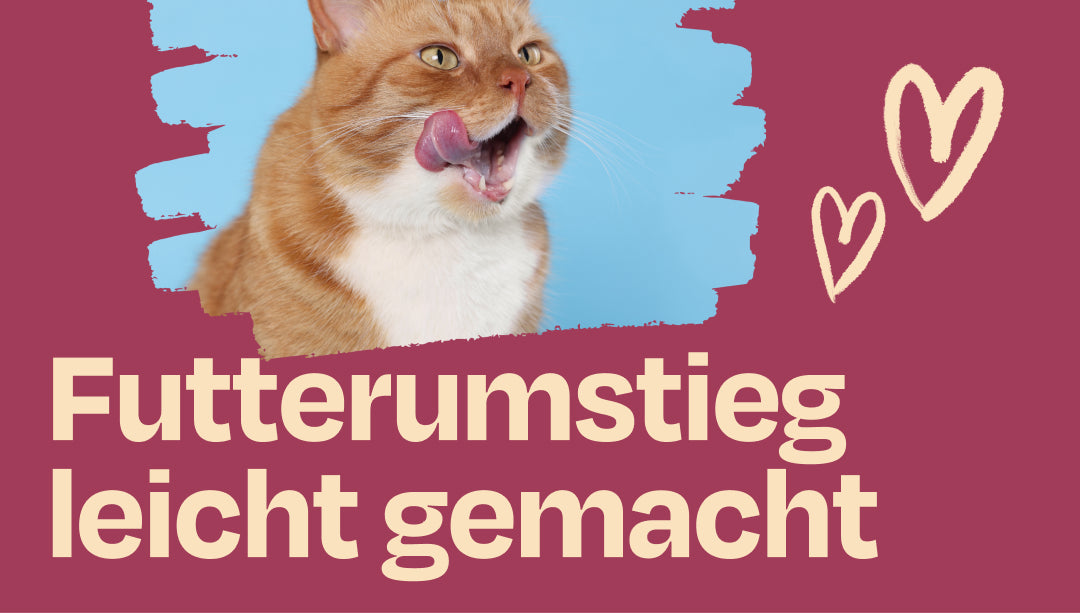 Alles rund um den Futterumstieg 🐾✨ + unser neues Rezept!