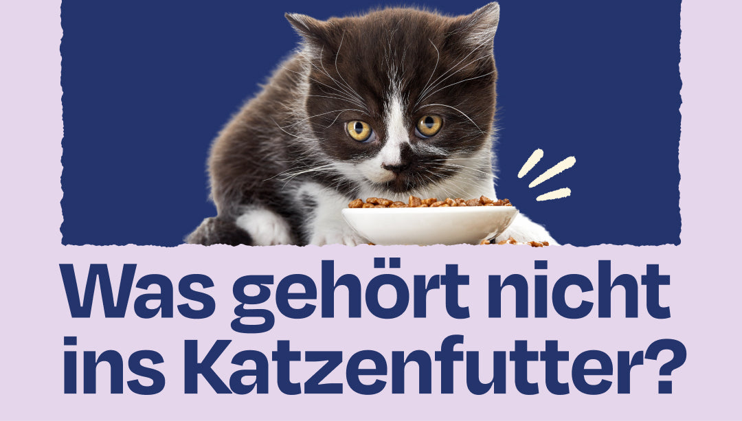 Was sollte nicht im Katzenfutter sein? Aus der Sicht einer Tierarztin!