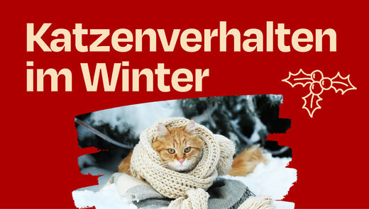 Katzenverhalten im Winter: So unterstützt Du Deine Katze in der kalte Jahreszeit 🥶❄️