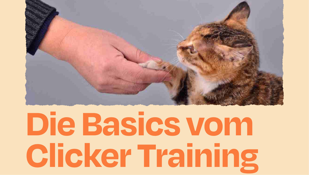Clicker 101 - so trainierst du deine Katze optimal!